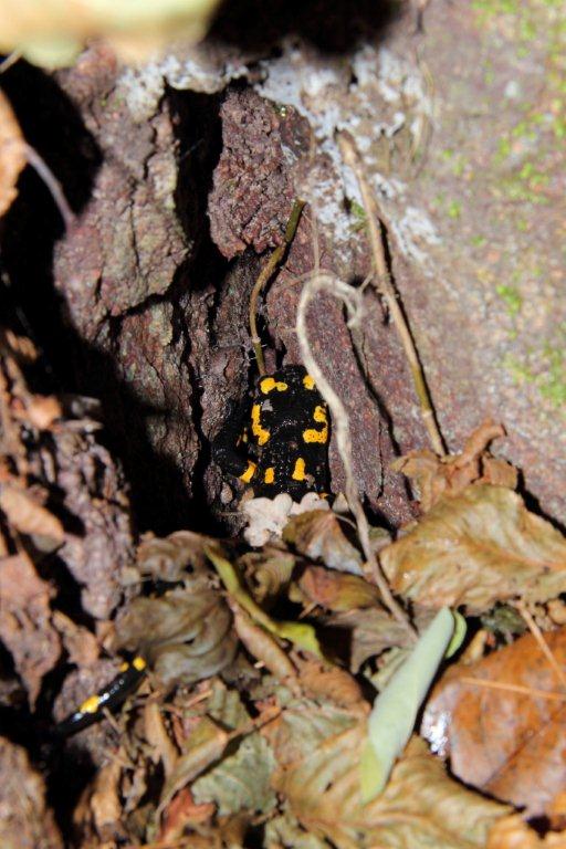 Salamandra dicembrina altoatesina!